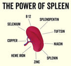 Organic Beef Spleen Capsules - Yo Keto