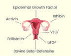 Diagram showing hormones linked to female reproductive system for Grass Fed Female Optimise - 160 Capsules by NXGEN Wholefoods