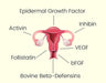 Diagram showing hormones linked to female reproductive system for Grass Fed Female Optimise - 160 Capsules by NXGEN Wholefoods