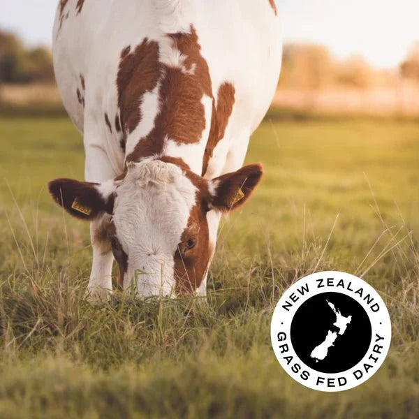 Brown and white cow grazing on grass in field at sunset with New Zealand Grass Fed Dairy logo in corner for WPI - Chocolate - 1kg.